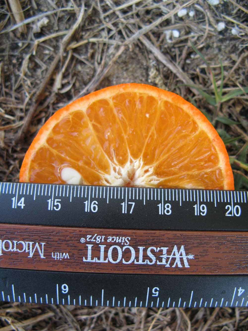              Fruit cross-section (Winter Haven, FL)       